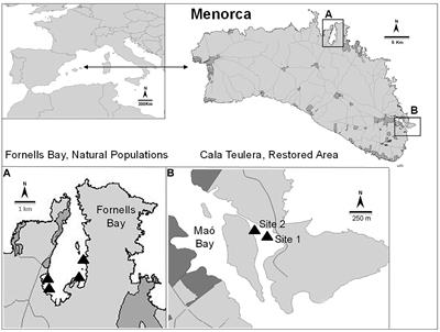 Restoration of a Canopy-Forming Alga Based on Recruitment Enhancement: Methods and Long-Term Success Assessment